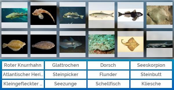 Salzwasserfische