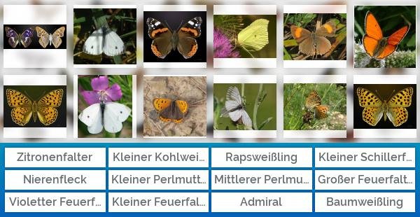Häufige Schmetterlinge Deutschlands