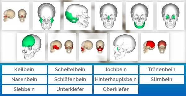 Schädelknochen des Menschen