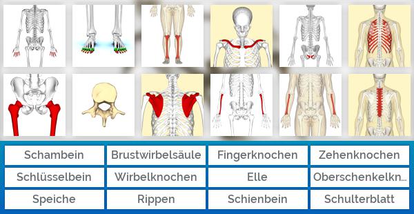 Knochen des Menschen