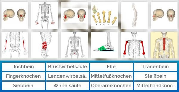 Rund um die Knochen des Menschen