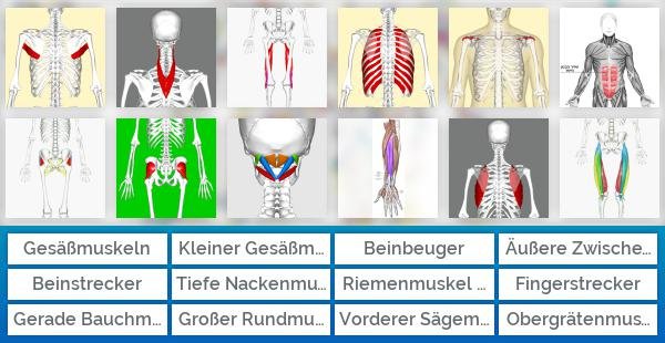 Wichtige Muskeln des Menschen