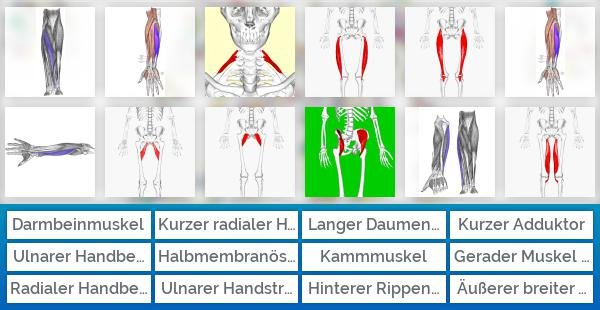 Spezialwissen Muskeln des Menschen