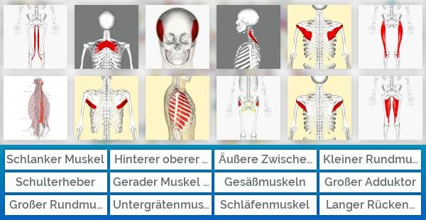 Rund um Muskeln des Menschen