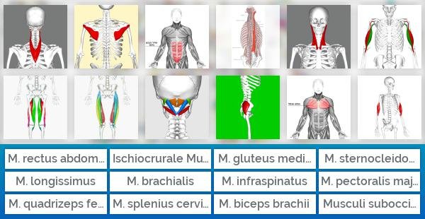 Fachbegriffe wichtiger Muskeln des Menschen