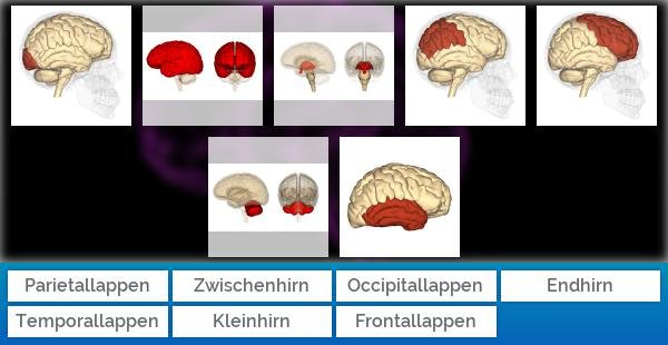 Gehirn des Menschen