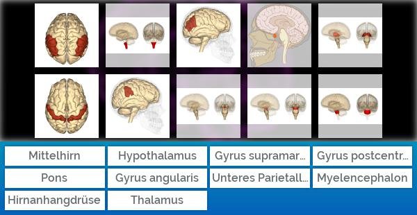 Aufbau des menschlichen Gehirns
