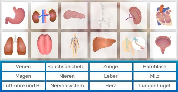 Organe des Menschen