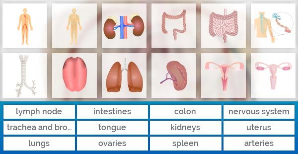 Human organs