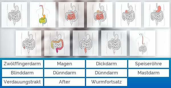 Verdauungstrakt des Menschen