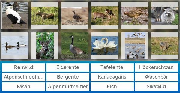 Jagdbare Tierarten in Deutschland