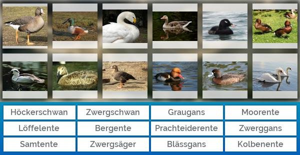 Enten, Schwäne, Gänse